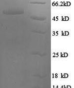 SDS-PAGE separation of QP8312 followed by commassie total protein stain results in a primary band consistent with reported data for Serine / arginine-rich splicing factor 9. These data demonstrate Greater than 90% as determined by SDS-PAGE.