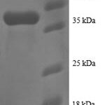 SDS-PAGE separation of QP8329 followed by commassie total protein stain results in a primary band consistent with reported data for 40S ribosomal protein S25. These data demonstrate Greater than 90% as determined by SDS-PAGE.