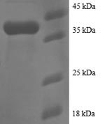 SDS-PAGE separation of QP8329 followed by commassie total protein stain results in a primary band consistent with reported data for 40S ribosomal protein S25. These data demonstrate Greater than 90% as determined by SDS-PAGE.