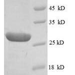 SDS-PAGE separation of QP8343 followed by commassie total protein stain results in a primary band consistent with reported data for Integrin-linked protein kinase. These data demonstrate Greater than 90% as determined by SDS-PAGE.