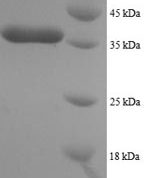 SDS-PAGE separation of QP8357 followed by commassie total protein stain results in a primary band consistent with reported data for Dynein light chain 1