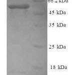 SDS-PAGE separation of QP8366 followed by commassie total protein stain results in a primary band consistent with reported data for Myosin-9. These data demonstrate Greater than 80% as determined by SDS-PAGE.