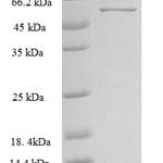 SDS-PAGE separation of QP8369 followed by commassie total protein stain results in a primary band consistent with reported data for Rho guanine nucleotide exchange factor 7. These data demonstrate Greater than 90% as determined by SDS-PAGE.