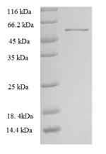 SDS-PAGE separation of QP8369 followed by commassie total protein stain results in a primary band consistent with reported data for Rho guanine nucleotide exchange factor 7. These data demonstrate Greater than 90% as determined by SDS-PAGE.