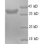 SDS-PAGE separation of QP8387 followed by commassie total protein stain results in a primary band consistent with reported data for Ubiquitin-like protein FUBI. These data demonstrate Greater than 90% as determined by SDS-PAGE.