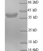 SDS-PAGE separation of QP8387 followed by commassie total protein stain results in a primary band consistent with reported data for Ubiquitin-like protein FUBI. These data demonstrate Greater than 90% as determined by SDS-PAGE.