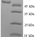 SDS-PAGE separation of QP8388 followed by commassie total protein stain results in a primary band consistent with reported data for 60S ribosomal protein L18. These data demonstrate Greater than 90% as determined by SDS-PAGE.