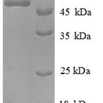 SDS-PAGE separation of QP8394 followed by commassie total protein stain results in a primary band consistent with reported data for Extended synaptotagmin-1. These data demonstrate Greater than 90% as determined by SDS-PAGE.