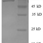 SDS-PAGE separation of QP8416 followed by commassie total protein stain results in a primary band consistent with reported data for Heterogeneous nuclear ribonucleoprotein D0. These data demonstrate Greater than 90% as determined by SDS-PAGE.