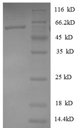 SDS-PAGE separation of QP8416 followed by commassie total protein stain results in a primary band consistent with reported data for Heterogeneous nuclear ribonucleoprotein D0. These data demonstrate Greater than 90% as determined by SDS-PAGE.