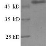 SDS-PAGE separation of QP8421 followed by commassie total protein stain results in a primary band consistent with reported data for Zinc finger BED domain-containing protein 1. These data demonstrate Greater than 90% as determined by SDS-PAGE.