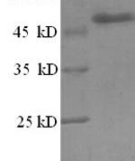 SDS-PAGE separation of QP8421 followed by commassie total protein stain results in a primary band consistent with reported data for Zinc finger BED domain-containing protein 1. These data demonstrate Greater than 90% as determined by SDS-PAGE.