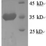 SDS-PAGE separation of QP8488 followed by commassie total protein stain results in a primary band consistent with reported data for 78 kDa glucose-regulated protein. These data demonstrate Greater than 93.3% as determined by SDS-PAGE.