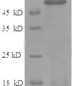SDS-PAGE separation of QP8512 followed by commassie total protein stain results in a primary band consistent with reported data for Angiopoietin-2 / ANG2. These data demonstrate Greater than 90% as determined by SDS-PAGE.