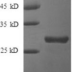 SDS-PAGE separation of QP8529 followed by commassie total protein stain results in a primary band consistent with reported data for Clusterin. These data demonstrate Greater than 90% as determined by SDS-PAGE.