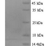 SDS-PAGE separation of QP8532 followed by commassie total protein stain results in a primary band consistent with reported data for IP-10 / CXCL10. These data demonstrate Greater than 90% as determined by SDS-PAGE.