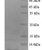 SDS-PAGE separation of QP8532 followed by commassie total protein stain results in a primary band consistent with reported data for IP-10 / CXCL10. These data demonstrate Greater than 90% as determined by SDS-PAGE.