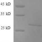 SDS-PAGE separation of QP8536 followed by commassie total protein stain results in a primary band consistent with reported data for DKK-1 / Dkk1. These data demonstrate Greater than 90% as determined by SDS-PAGE.