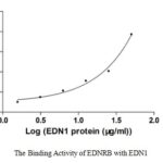 SEQUEST analysis of LC MS/MS spectra obtained from a run with QP8540 identified a match between this protein and the spectra of a peptide sequence that matches a region of Endothelin-1.