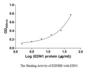 SEQUEST analysis of LC MS/MS spectra obtained from a run with QP8540 identified a match between this protein and the spectra of a peptide sequence that matches a region of Endothelin-1.