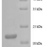 SDS-PAGE separation of QP8545 followed by commassie total protein stain results in a primary band consistent with reported data for G-CSF / CSF3. These data demonstrate Greater than 90% as determined by SDS-PAGE.