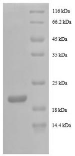SDS-PAGE separation of QP8545 followed by commassie total protein stain results in a primary band consistent with reported data for G-CSF / CSF3. These data demonstrate Greater than 90% as determined by SDS-PAGE.