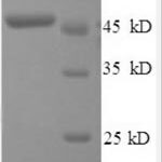 SDS-PAGE separation of QP8547 followed by commassie total protein stain results in a primary band consistent with reported data for IFNB1 / IFN-beta / Interferon beta. These data demonstrate Greater than 90% as determined by SDS-PAGE.