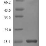 SDS-PAGE separation of QP8548 followed by commassie total protein stain results in a primary band consistent with reported data for IFNG / Interferon Gamma Protein. These data demonstrate Greater than 90% as determined by SDS-PAGE.