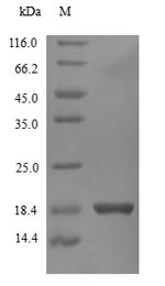 SDS-PAGE separation of QP8548 followed by commassie total protein stain results in a primary band consistent with reported data for IFNG / Interferon Gamma Protein. These data demonstrate Greater than 90% as determined by SDS-PAGE.