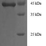 SDS-PAGE separation of QP8549 followed by commassie total protein stain results in a primary band consistent with reported data for IGF1 Isoform 2. These data demonstrate Greater than 90% as determined by SDS-PAGE.