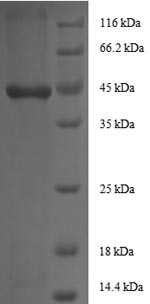 SDS-PAGE separation of QP8549 followed by commassie total protein stain results in a primary band consistent with reported data for IGF1 Isoform 2. These data demonstrate Greater than 90% as determined by SDS-PAGE.
