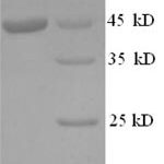 SDS-PAGE separation of QP8550 followed by commassie total protein stain results in a primary band consistent with reported data for IL-1 alpha / IL1A / IL1F1 Protein. These data demonstrate Greater than 90% as determined by SDS-PAGE.