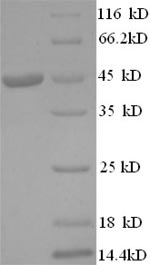 SDS-PAGE separation of QP8550 followed by commassie total protein stain results in a primary band consistent with reported data for IL-1 alpha / IL1A / IL1F1 Protein. These data demonstrate Greater than 90% as determined by SDS-PAGE.