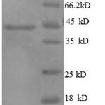 SDS-PAGE separation of QP8553 followed by commassie total protein stain results in a primary band consistent with reported data for IL10 / Interleukin-10. These data demonstrate Greater than 90% as determined by SDS-PAGE.