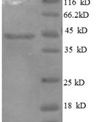 SDS-PAGE separation of QP8553 followed by commassie total protein stain results in a primary band consistent with reported data for IL10 / Interleukin-10. These data demonstrate Greater than 90% as determined by SDS-PAGE.