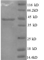 SDS-PAGE separation of QP8553 followed by commassie total protein stain results in a primary band consistent with reported data for IL10 / Interleukin-10. These data demonstrate Greater than 90% as determined by SDS-PAGE.