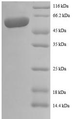 SDS-PAGE separation of QP8554 followed by commassie total protein stain results in a primary band consistent with reported data for Interleukin-12 subunit beta. These data demonstrate Greater than 90% as determined by SDS-PAGE.