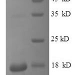 SDS-PAGE separation of QP8555 followed by commassie total protein stain results in a primary band consistent with reported data for IL-15. These data demonstrate Greater than 90% as determined by SDS-PAGE.