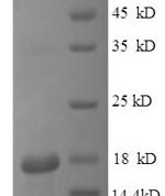 SDS-PAGE separation of QP8555 followed by commassie total protein stain results in a primary band consistent with reported data for IL-15. These data demonstrate Greater than 90% as determined by SDS-PAGE.