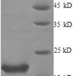 SDS-PAGE separation of QP8556 followed by commassie total protein stain results in a primary band consistent with reported data for IL-1RA / IL1RN. These data demonstrate Greater than 90% as determined by SDS-PAGE.