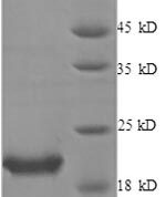 SDS-PAGE separation of QP8556 followed by commassie total protein stain results in a primary band consistent with reported data for IL-1RA / IL1RN. These data demonstrate Greater than 90% as determined by SDS-PAGE.