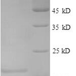 SDS-PAGE separation of QP8557 followed by commassie total protein stain results in a primary band consistent with reported data for IL4 / Interleukin-4. These data demonstrate Greater than 90% as determined by SDS-PAGE.