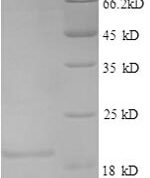 SDS-PAGE separation of QP8557 followed by commassie total protein stain results in a primary band consistent with reported data for IL4 / Interleukin-4. These data demonstrate Greater than 90% as determined by SDS-PAGE.
