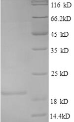 SDS-PAGE separation of QP8557 followed by commassie total protein stain results in a primary band consistent with reported data for IL4 / Interleukin-4. These data demonstrate Greater than 90% as determined by SDS-PAGE.