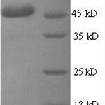 SDS-PAGE separation of QP8558 followed by commassie total protein stain results in a primary band consistent with reported data for IL6 / Interleukin-6 Protein. These data demonstrate Greater than 90% as determined by SDS-PAGE.