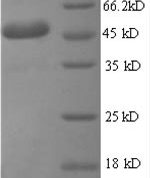 SDS-PAGE separation of QP8558 followed by commassie total protein stain results in a primary band consistent with reported data for IL6 / Interleukin-6 Protein. These data demonstrate Greater than 90% as determined by SDS-PAGE.