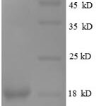 SDS-PAGE separation of QP8559 followed by commassie total protein stain results in a primary band consistent with reported data for Leptin Protein. These data demonstrate Greater than 90% as determined by SDS-PAGE.