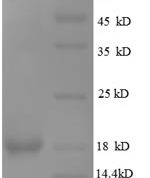 SDS-PAGE separation of QP8559 followed by commassie total protein stain results in a primary band consistent with reported data for Leptin Protein. These data demonstrate Greater than 90% as determined by SDS-PAGE.