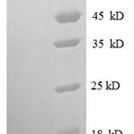 SDS-PAGE separation of QP8560 followed by commassie total protein stain results in a primary band consistent with reported data for MIF / GLIF. These data demonstrate Greater than 90% as determined by SDS-PAGE.