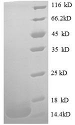 SDS-PAGE separation of QP8560 followed by commassie total protein stain results in a primary band consistent with reported data for MIF / GLIF. These data demonstrate Greater than 90% as determined by SDS-PAGE.